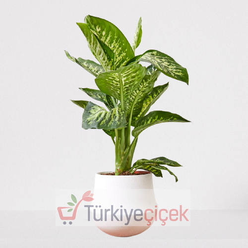 TROPİK SNOW
