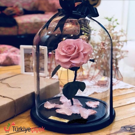 PEMBE SOLMAYAN GÜL