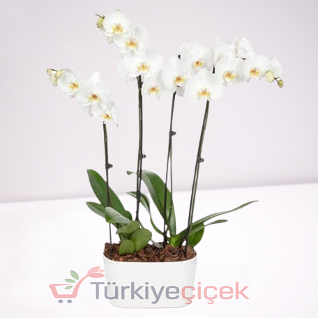 SAF DOKUNUŞ (DÖRT DALLI BEYAZ ORKİDE)