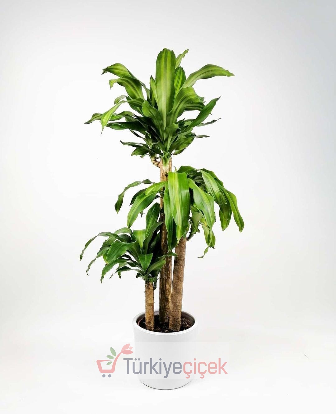 DRACENA MASSENGENA ÜÇLÜ