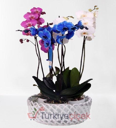 6 DALLI RENKLİ ORKİDE SETİ
