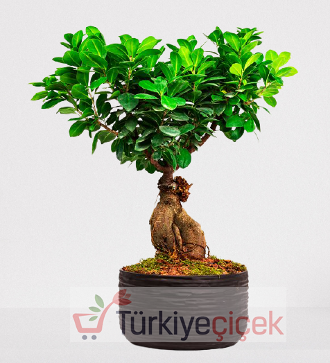 KÖKTEN ZARAFET (BODUR BONSAİ)