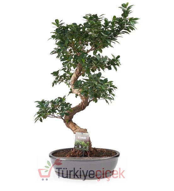 ZAMANSIZ AĞAÇ (BÜYÜK BOY BONSAİ)