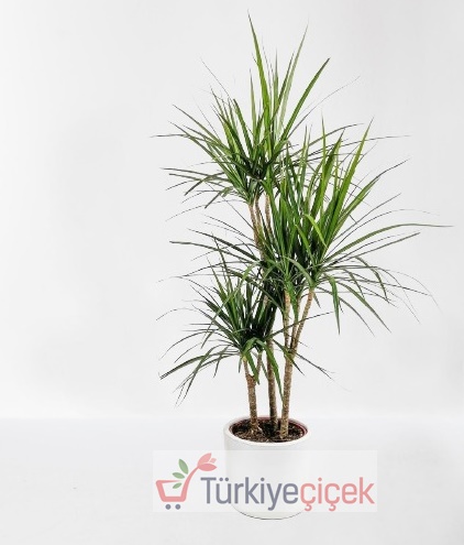 ÜÇLÜ DRACAENA MARGİNATA