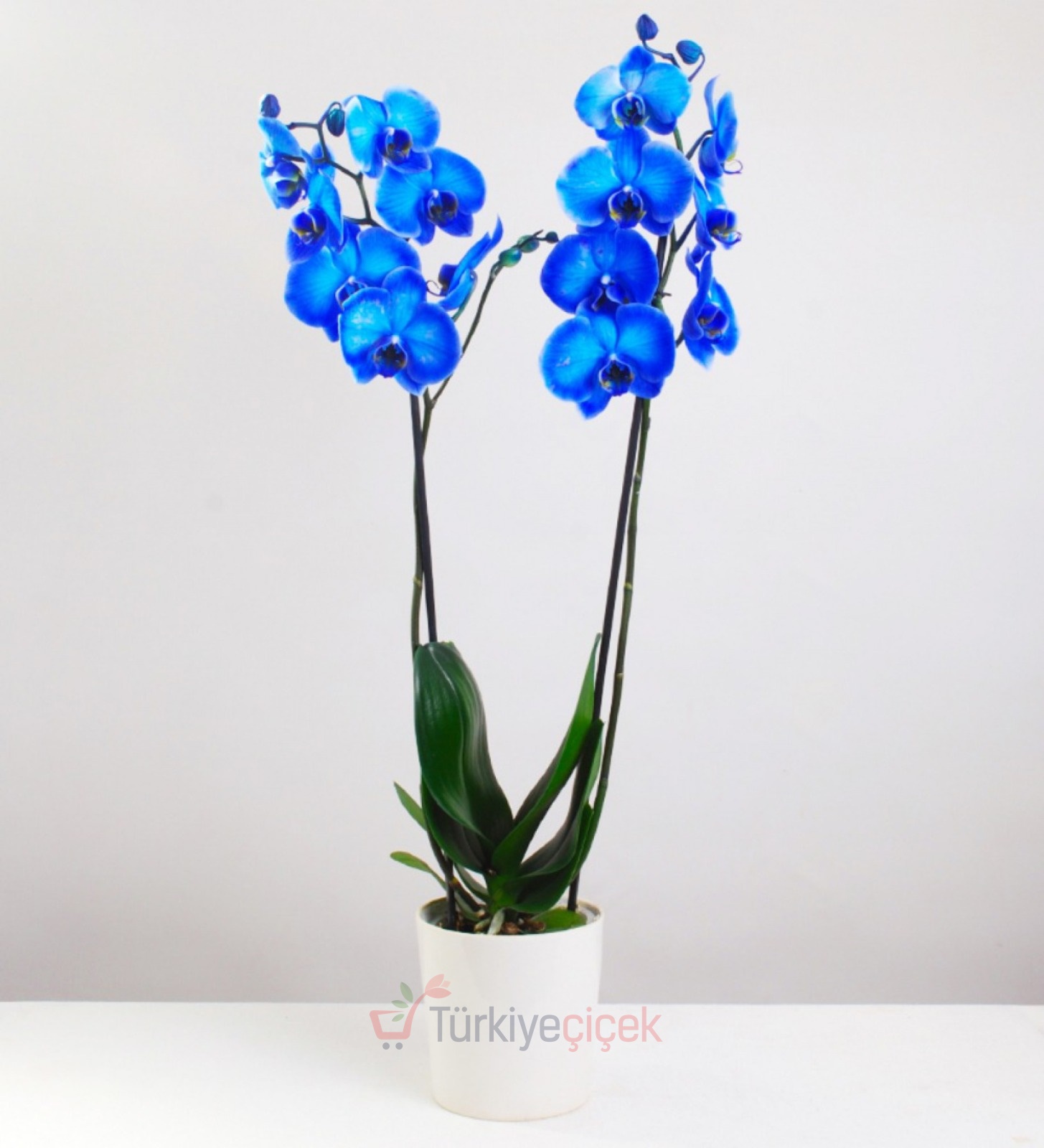 SONSUZLUK TONU (İKİ DALLI MAVİ ORKİDE)