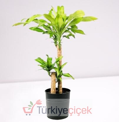 DRACENA MASSENGENA İKİLİ