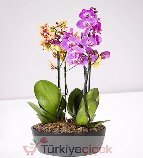 DÖRT DALLI RENKLİ ORKİDE