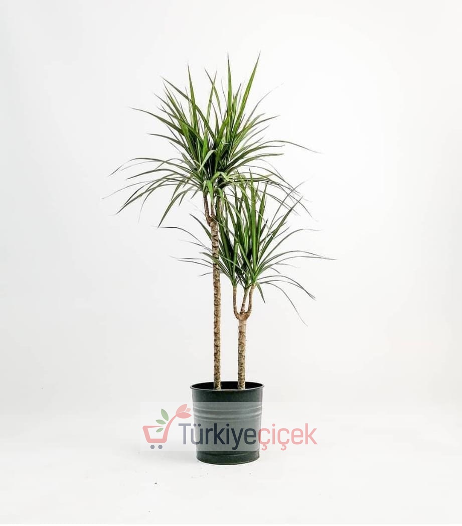 İkili Dracena Marginata